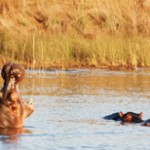 voyage_afrique_du_sud_neorizons