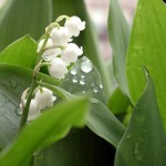 neorizons_muguet