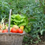 Picking of vegetables in the garden