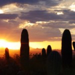 Saguaro Plant in Tucson, Arizona