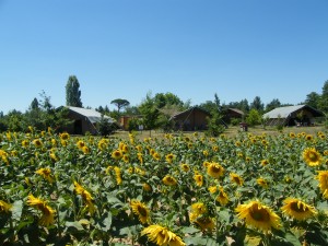 les-chalets-de-fiolles-location-camping-safari-lodge-a