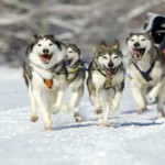 sleddog race