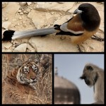 Animaux de la Réserve de Ranthambore