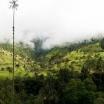 Wax palms near Salento in Colombia