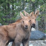 caribou voyage autrement neorizons