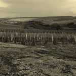 vignoble_chablis_bourgogne_neorizons