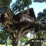 Cabane_Tarzan_ArtJungle_Ecolodge_and_Spa_Neorizons