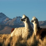 neorizons_bolivie_lamas