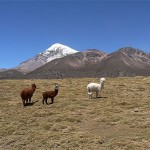 neorizons_parc_national_sajama