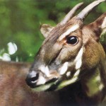 neorizons_saola