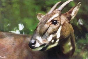 neorizons_saola