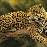 jaguar_neorizons