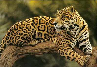 jaguar_neorizons