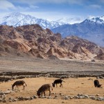 Ladakh_inde_du_nord