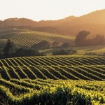 napa-valley