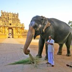 elephant_inde