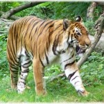 tigre-bengale
